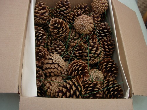 Box fir pine cones - box, fir/pine