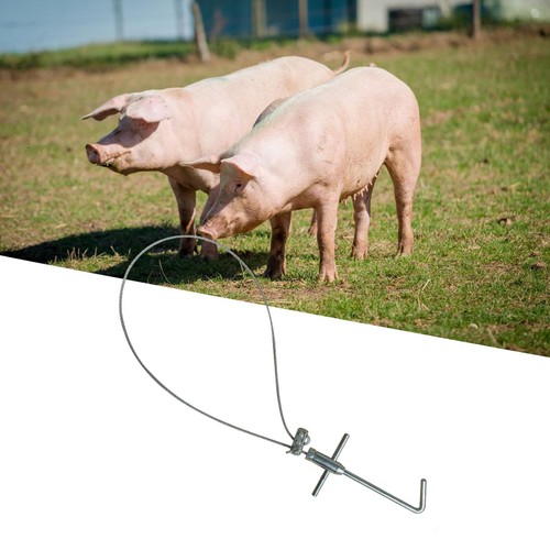 Pig holder catcher farm - catcher,