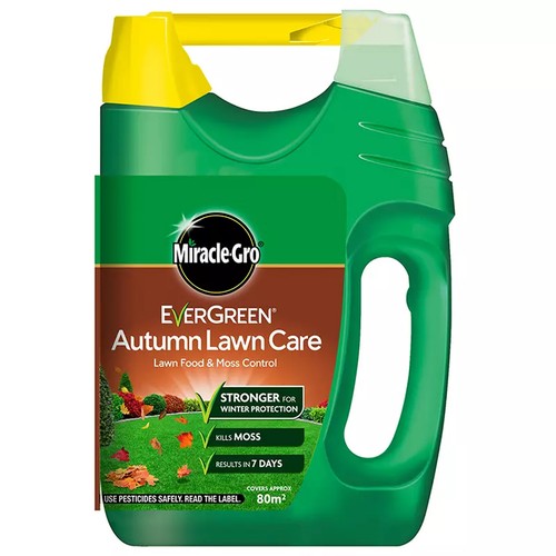 Evergreen autumn lawn grass - evergreen,