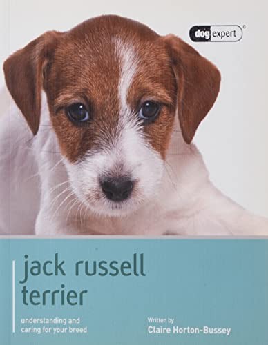 Jack russell terrier dog - jack,