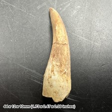 Plesiosaur Tooth Reptile