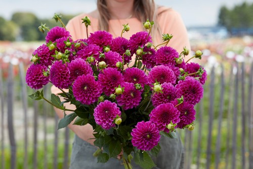 Dahlia tuber purple - tuber, fox