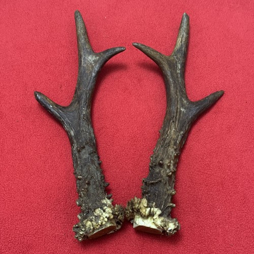 Pair roe deer antlers - antlers, 229g