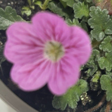 Erodium × variabile 'William