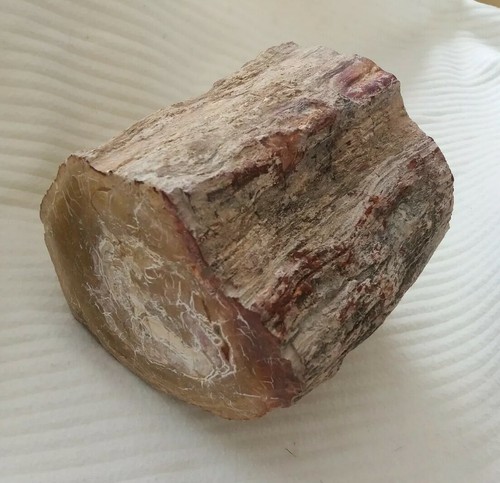 Petrified wood fossil - wood,,