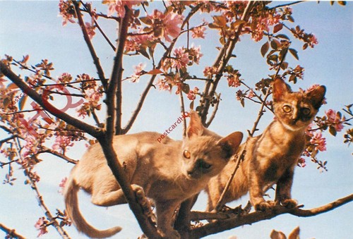 Picture postcard cats - picture, postcard>>cats