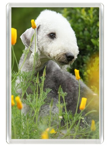 Bedlington terrier dog - terrier, fridge