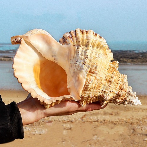 23cm 9inch natural rubeta - natural,