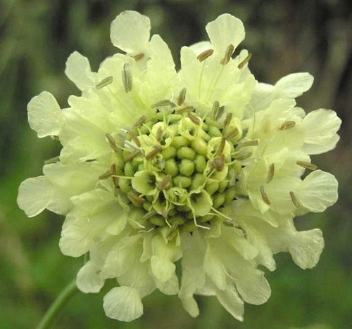 Cephalaria gigantea yellow - gigantea,