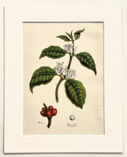 Coffee plant botanical - botanical,