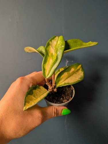 Hoya carnosa krimson queen - carnosa,