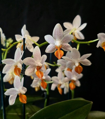 Phalaenopsis mini mark - "mini, mark".