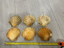 Scallop Shells X 6