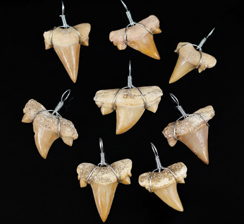 Otodus shark tooth - otodus,
