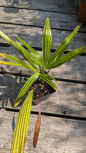 Palm tree plant trachycarpus - tree, -trachycarpus
