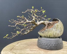 Downy Birch Semi Cascade