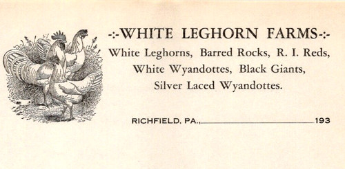 White leghorn farms - leghorn, barred