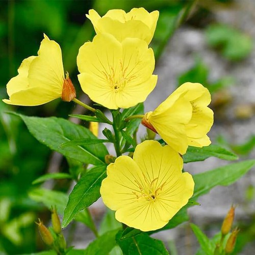 Yellow common evening - common,