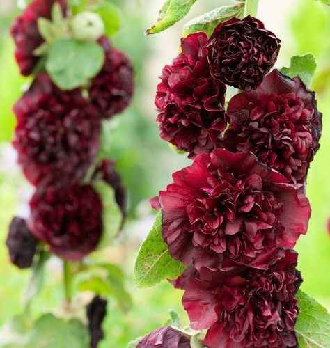 Chater maroon double - chater's,