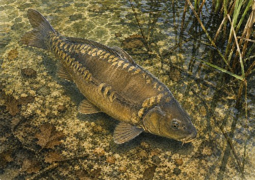 Mirror carp landscape art - a4,