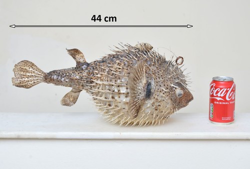 Porcupine fish pufferfish blow - pufferfish,