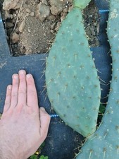 Large opuntia cows tounge - large,