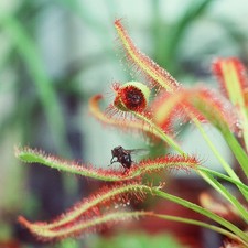 Drosera capensis - Cape Sundew