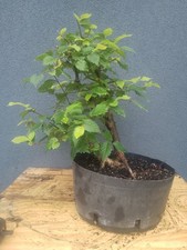English Elm Bonsai Tree