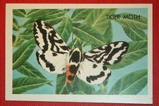 AUSTRALIAN TIGER MOTH