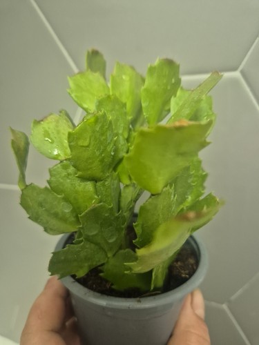 Christmas cactus 9cm - christmas, |
