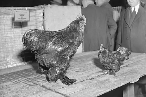 Cages poultry show - at, 4x6