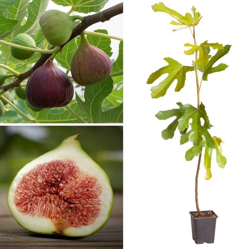 Large fig tree - large, turkey'