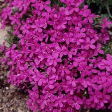 Phlox plug plants - phlox, garden