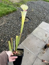 Sarracenia Silvia Louise