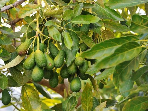Avocado seedlings