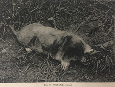 Antique Animal Print – Mole | c.1931 | Early Wildlife Photography