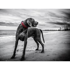 Weimaraner Dog Beach BW Large