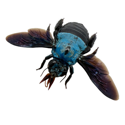 The blue carpenter - blue, bee
