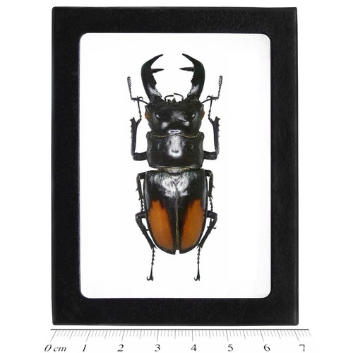 Hexarthrius paradoxus stag