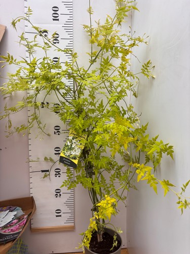 Jasminum sunbeam highly - sunbeam,,