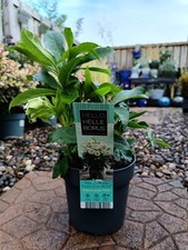 Hellebore Double Ellen | 3 L