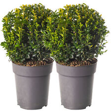 Buxus Ball Pack of 2 Real