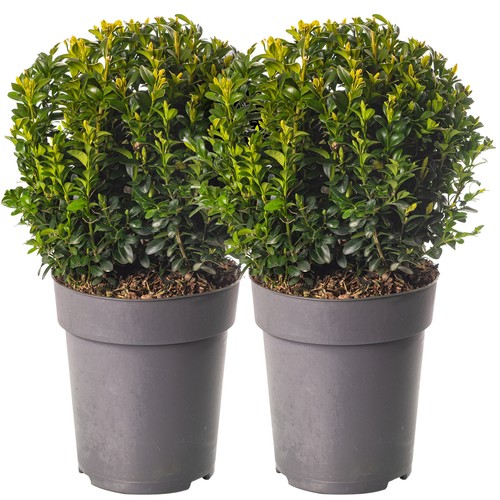 Buxus ball pack real - ball,