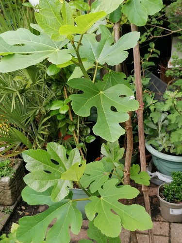 Fig tree brown - , turkey