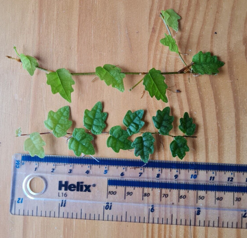 Oak leaf creeping fig cuttings - creeping,
