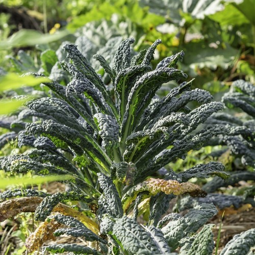 Kale black easy - black, home