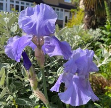 Iris Germanica Bearded
