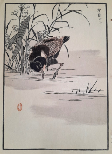 Bairei little grebe - bairei,