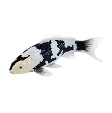 Mojo Fun Koi Carp Shiro Utsuri