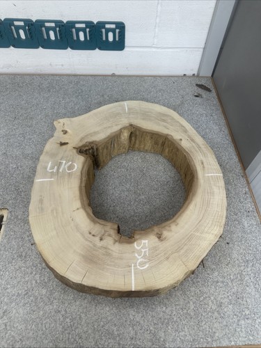 Elm tree slice wood - round, live